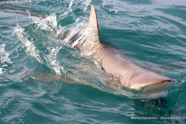 Shark Cage Diving, Gansbaai, South Africa, Bronze Whaler shark